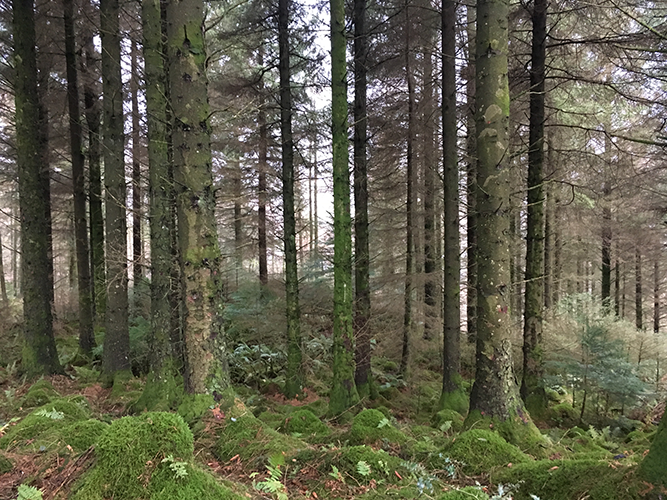 photo of Grizedale forest